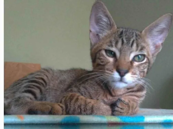 Gato ra a srd tigradinho idade 7 a 11 meses nome NICK