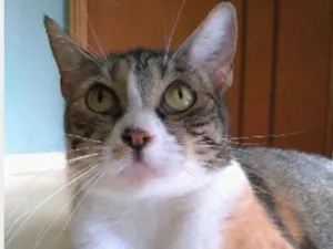 Gato raça srd tigradinha  idade 1 ano nome TYNNA