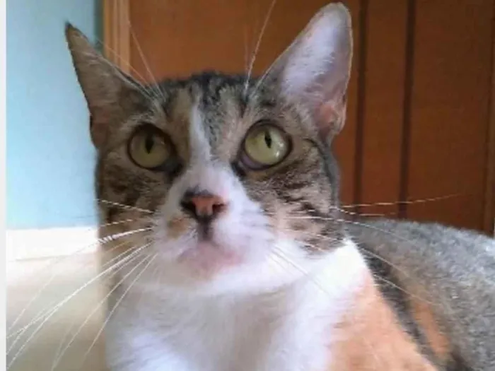 Gato ra a srd tigradinha  idade 1 ano nome TYNNA