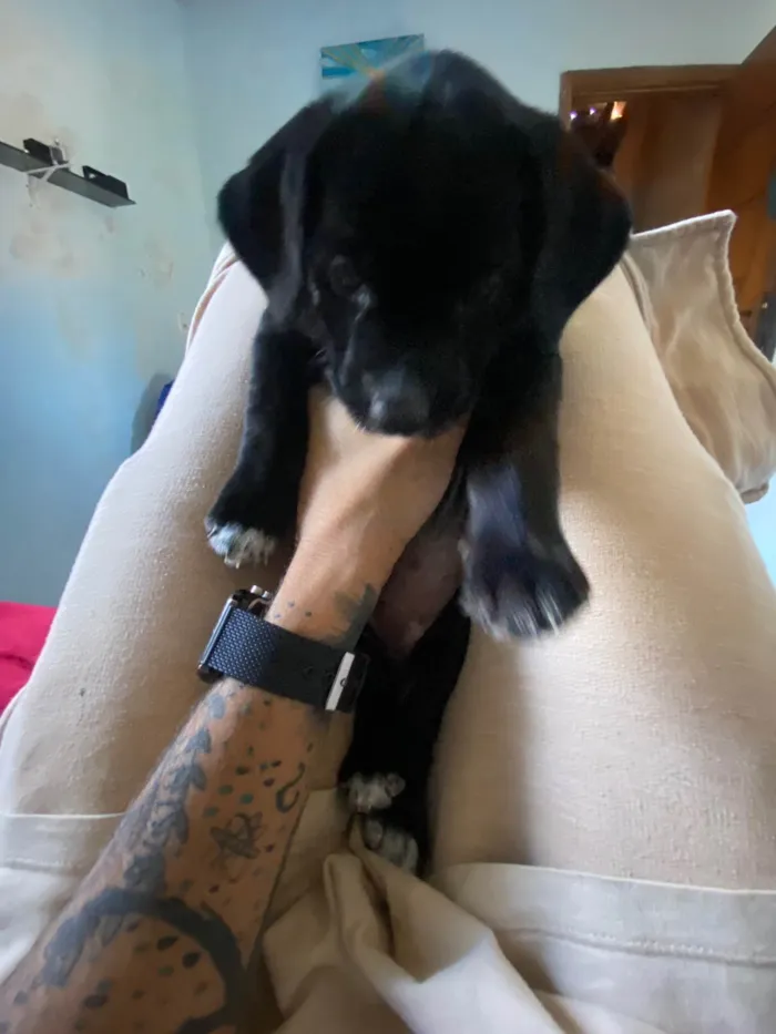 Cachorro ra a Vira lata  idade 2 a 6 meses nome Pretinha