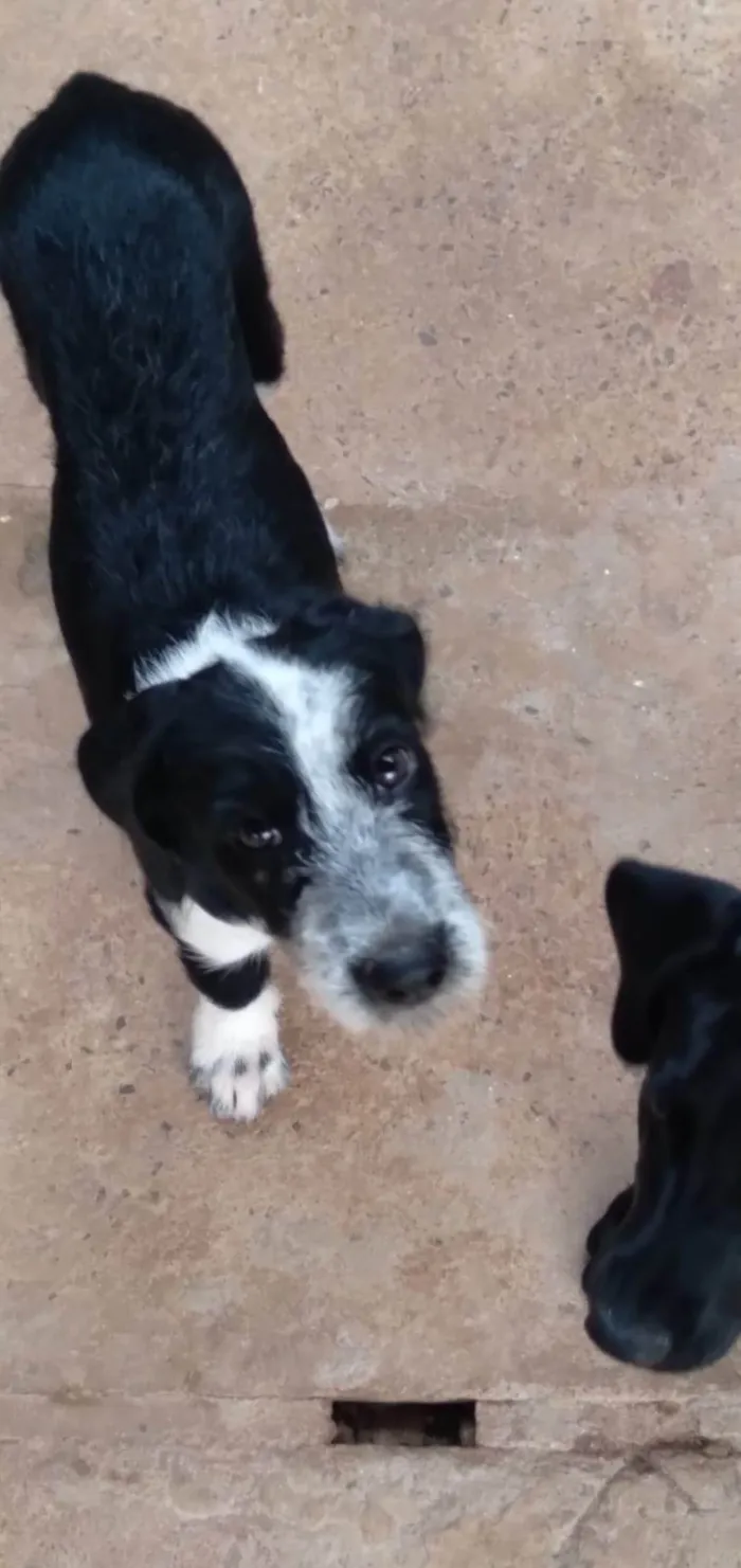 Cachorro ra a  idade 2 a 6 meses nome Rabucho 