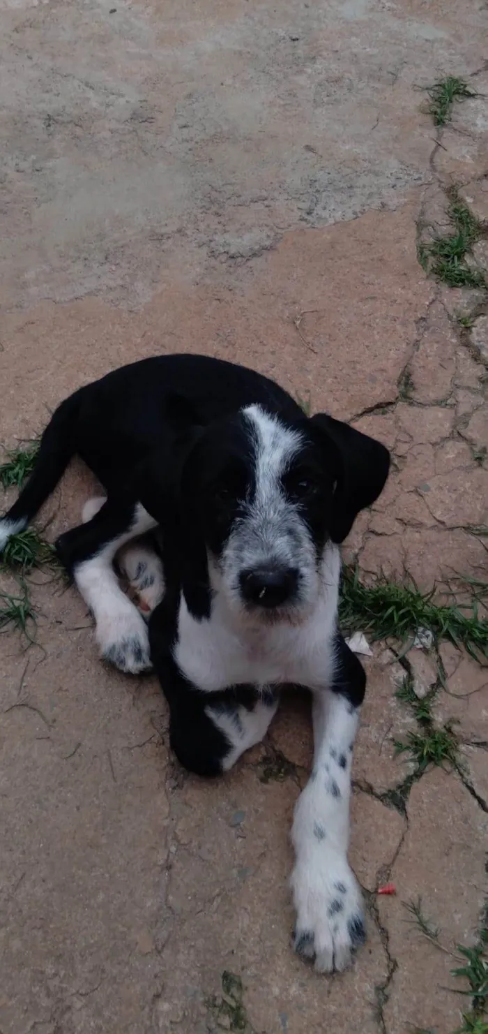 Cachorro ra a  idade 2 a 6 meses nome Rabucho 