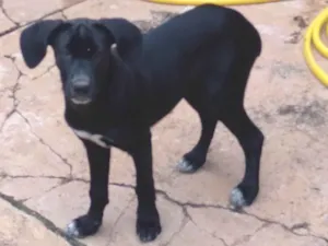 Cachorro raça Vira lata  idade 2 a 6 meses nome Pretinha