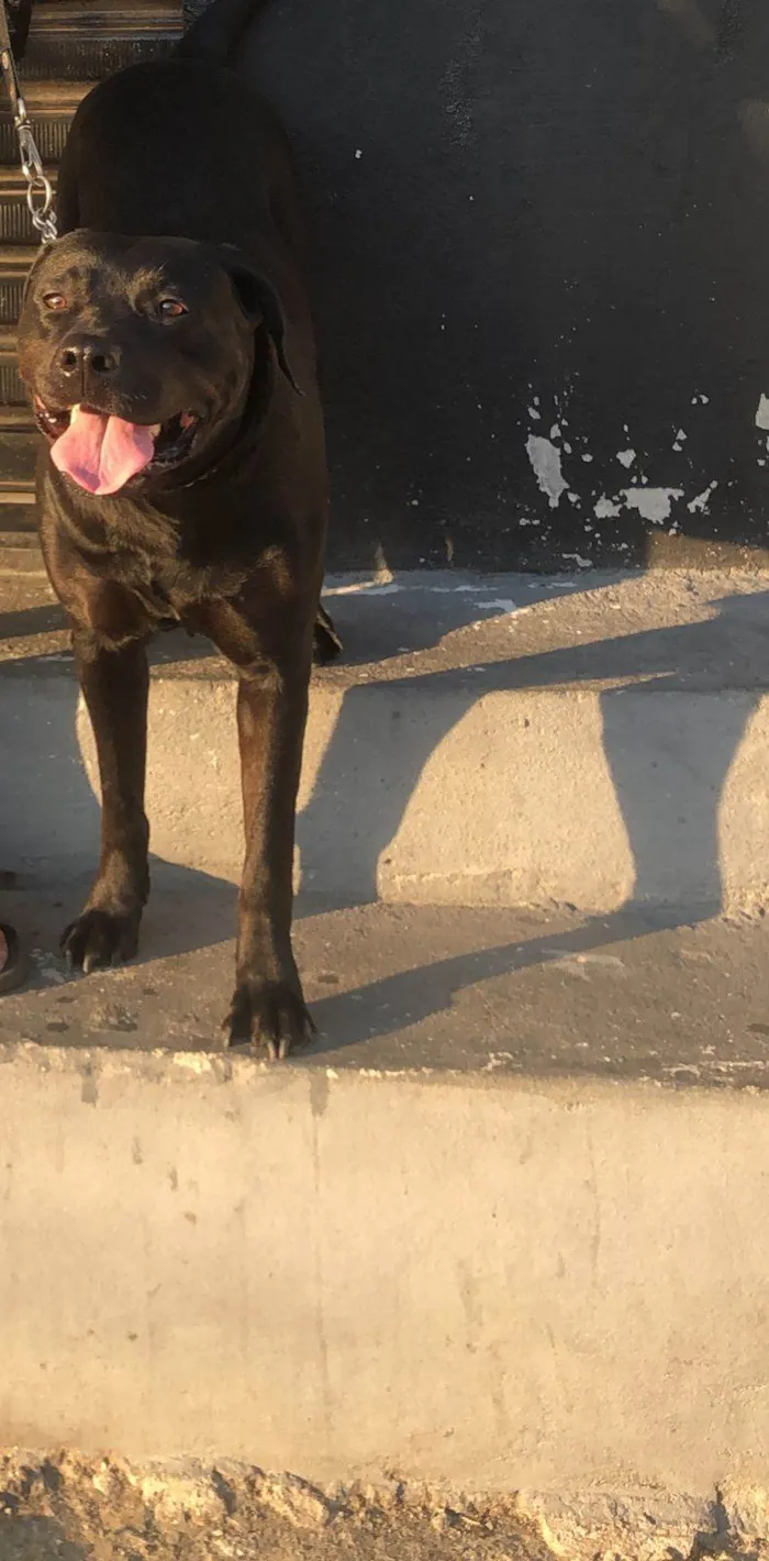 Cachorro ra a Pit-Bull/Rottweiler idade 4 anos nome MARIA