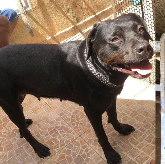 Cachorro ra a Pit-Bull/Rottweiler idade 4 anos nome MARIA