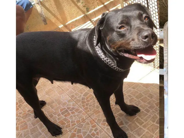 Cachorro ra a Pit-Bull/Rottweiler idade 4 anos nome MARIA