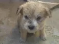 Bernardo