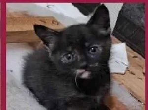 Gato raça SRD-ViraLata idade Abaixo de 2 meses nome BEBÊS