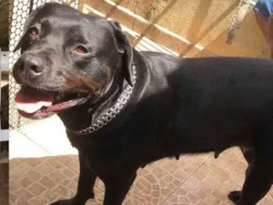 Cachorro raça Pit-Bull/Rottweiler idade 4 anos nome MARIA