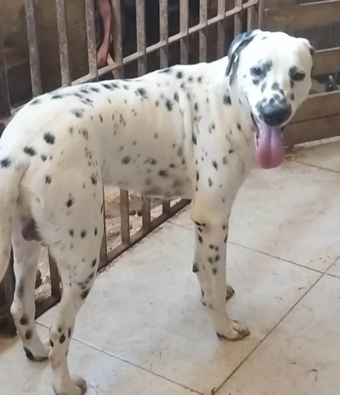 Cachorro ra a Dalmata idade 7 a 11 meses nome Bandoleiro 