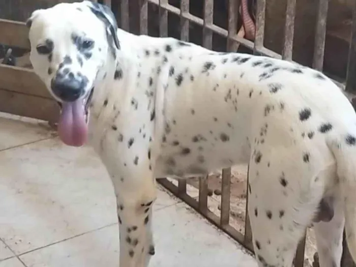 Cachorro ra a Dalmata idade 7 a 11 meses nome Bandoleiro 