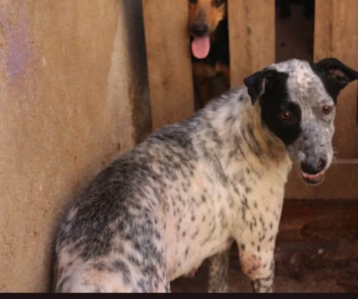 Cachorro ra a SRD-ViraLata idade 6 ou mais anos nome Moana