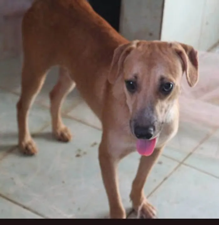 Cachorro ra a  idade 2 a 6 meses nome João 