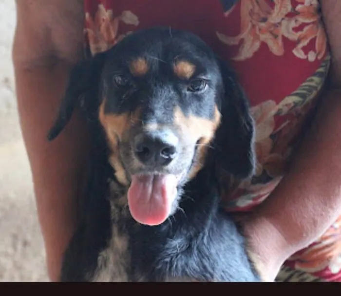 Cachorro ra a SRD-ViraLata idade 7 a 11 meses nome Nando