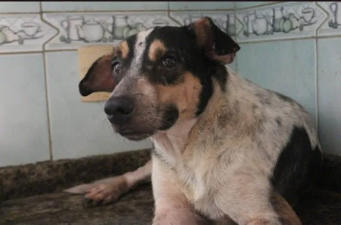 Cachorro ra a SRD-ViraLata idade 5 anos nome Merlin