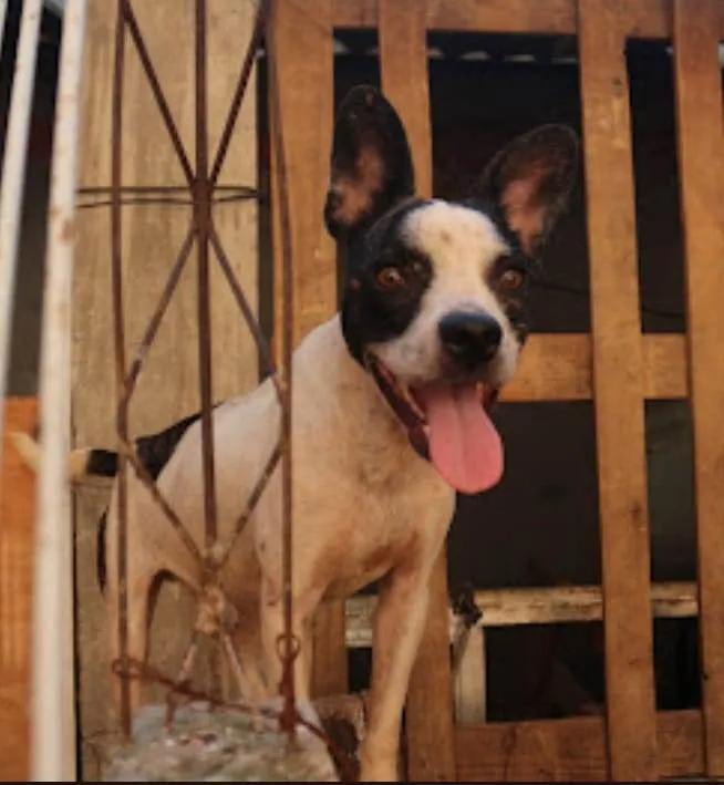 Cachorro ra a SRD-ViraLata idade 3 anos nome Bulldog  francês Mix