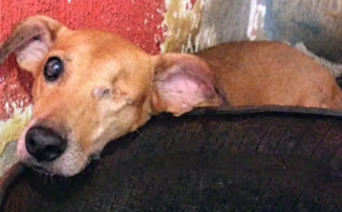 Cachorro ra a SRD-ViraLata idade 6 ou mais anos nome Idosinhos