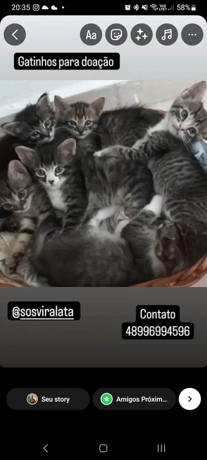 Gato ra a Gato comum idade Abaixo de 2 meses nome Gatinhos