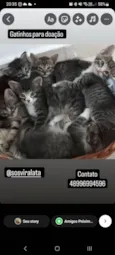Gatinhos