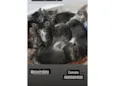 Gatinhos