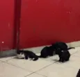 Abandonados