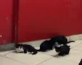 Abandonados