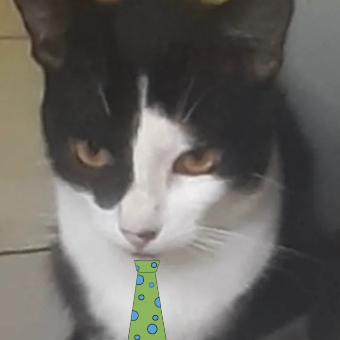 Gato ra a Mestico  idade 1 ano nome Batman 