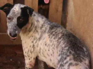 Cachorro raça SRD-ViraLata idade 6 ou mais anos nome Moana