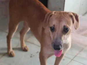 Cachorro raça  idade 2 a 6 meses nome João 