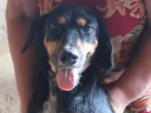 Cachorro raça SRD-ViraLata idade 7 a 11 meses nome Nando