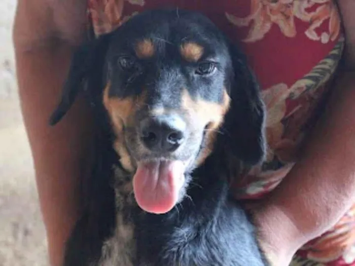 Cachorro ra a SRD-ViraLata idade 7 a 11 meses nome Nando