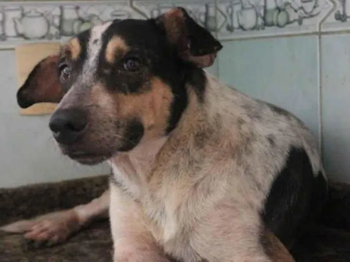 Cachorro ra a SRD-ViraLata idade 5 anos nome Merlin