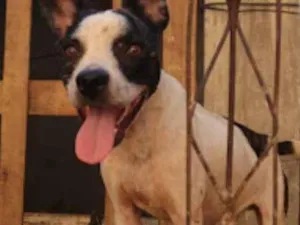 Cachorro raça SRD-ViraLata idade 3 anos nome Bulldog  francês Mix