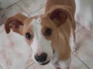 Cachorro raça SRD-ViraLata idade 7 a 11 meses nome Matilde