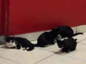Gato raça SRD-ViraLata idade 2 a 6 meses nome Abandonados