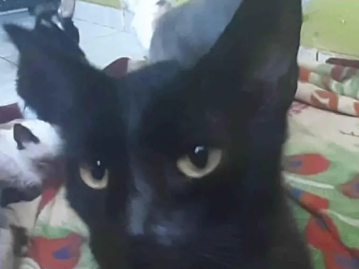 Gato ra a Mestico  idade 2 a 6 meses nome Abadon 