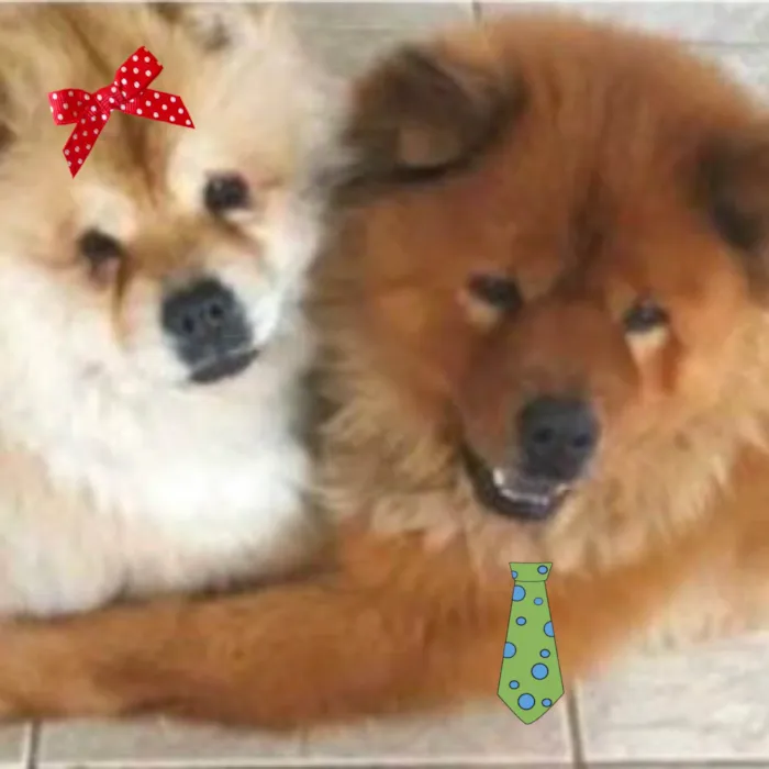 Cachorro ra a Chow Chow  idade 2 anos nome Aisha e Aslan 