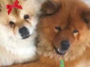 Cachorro raça Chow Chow  idade 2 anos nome Aisha e Aslan 