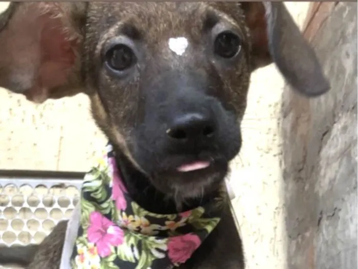 Cachorro ra a Mestica  idade 2 a 6 meses nome Lulu 