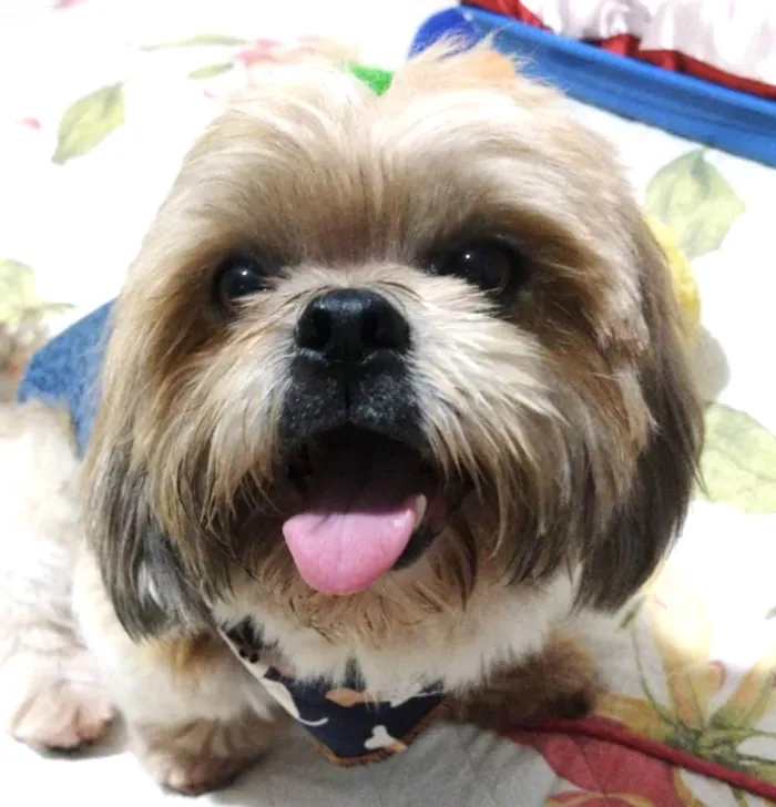 Cachorro ra a Mestico  idade 7 a 11 meses nome Luke 