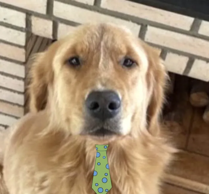 Cachorro ra a Golden  idade 2 anos nome Teo 