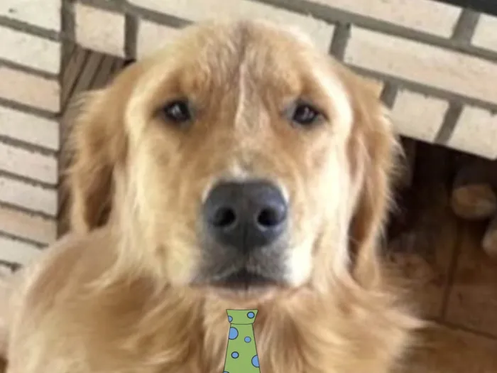 Cachorro ra a Golden  idade 2 anos nome Teo 