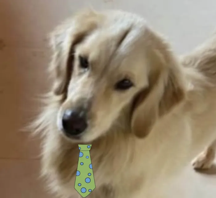 Cachorro ra a Golden  idade 2 anos nome Lyon 