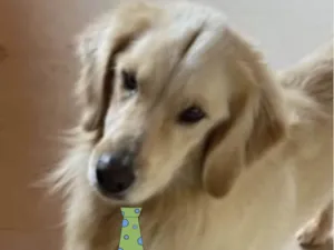 Cachorro raça Golden  idade 2 anos nome Lyon 