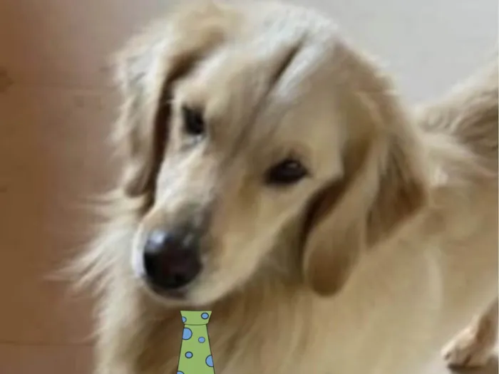 Cachorro ra a Golden  idade 2 anos nome Lyon 