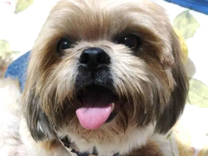 Cachorro ra a Mestico  idade 7 a 11 meses nome Luke 