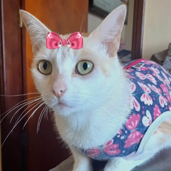 Gato ra a Mestica  idade 7 a 11 meses nome Nina 