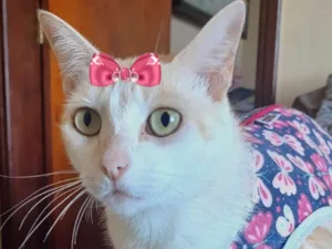 Gato raça Mestica  idade 7 a 11 meses nome Nina 