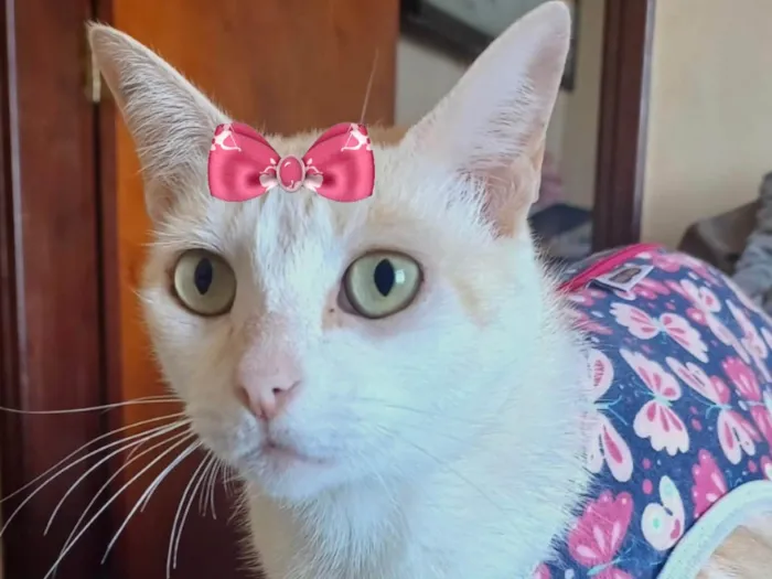 Gato ra a Mestica  idade 7 a 11 meses nome Nina 