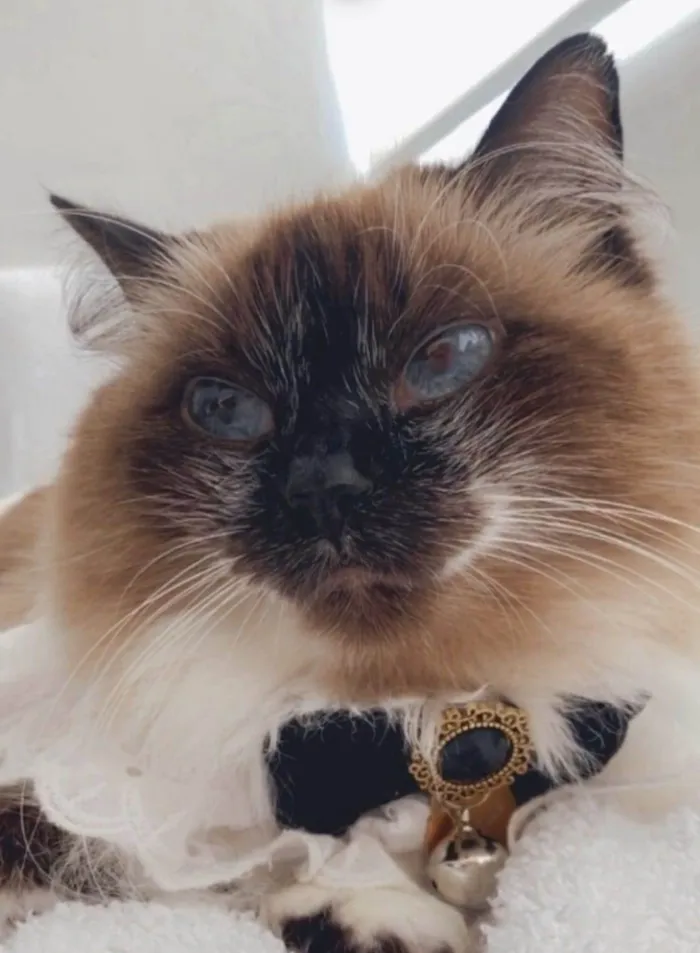 Gato ra a Sem raça  idade  nome Vênus